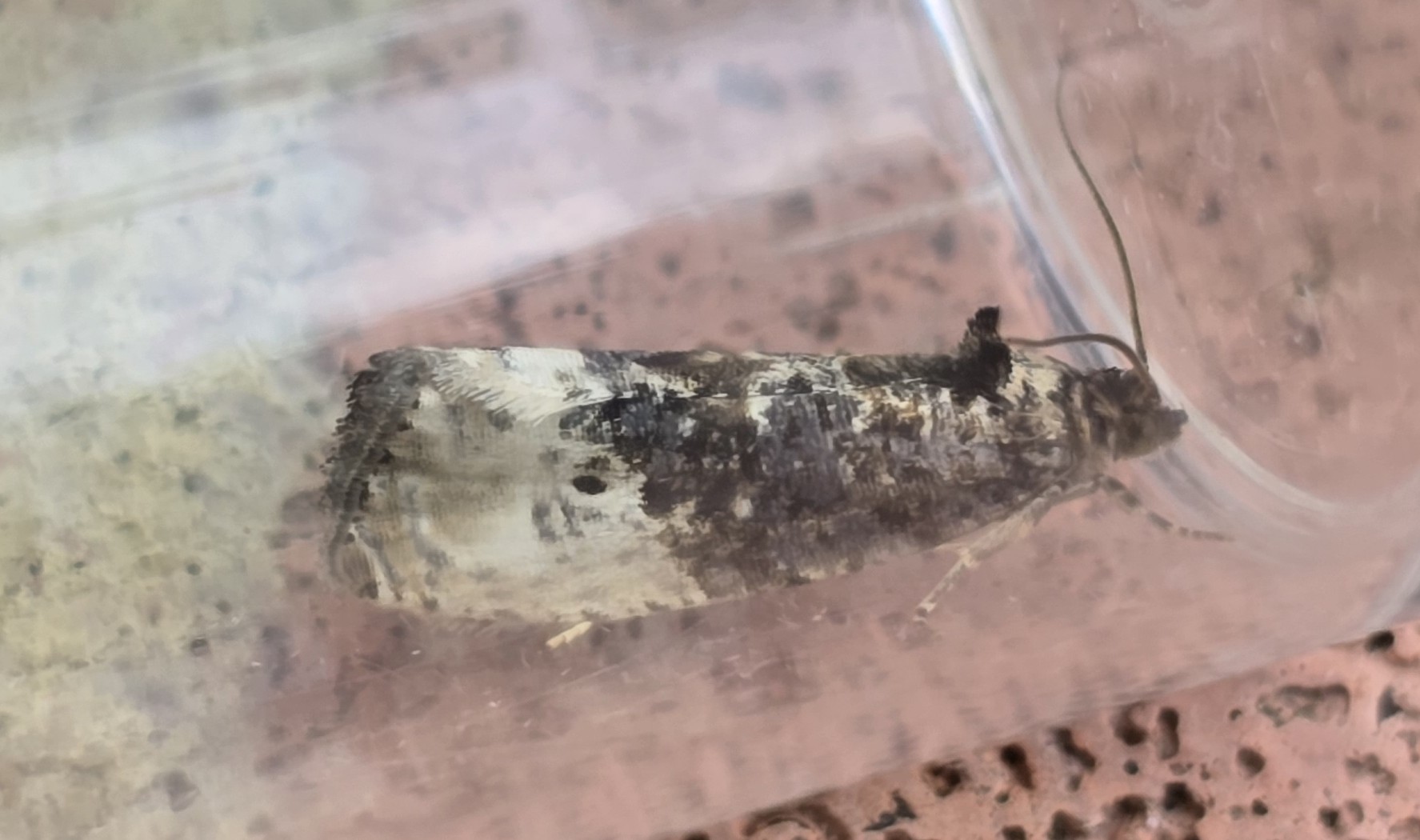 Photo of Marbled Orchard Tortrix (Hedya nubiferana)